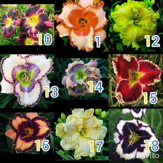 Лилейники сортовые в Кемерово только почтой