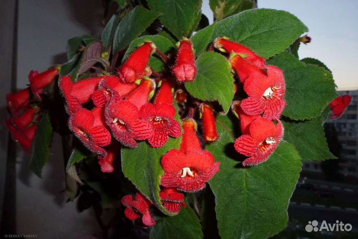Растения,цветы.Шефлера