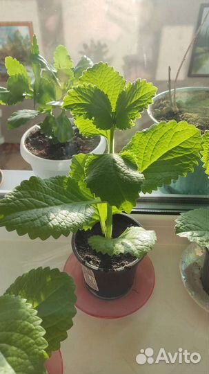 Мята домашняя