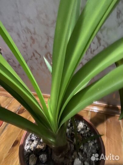 Комнатные цветы Гименокаллис