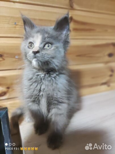 Котята мейн-кун