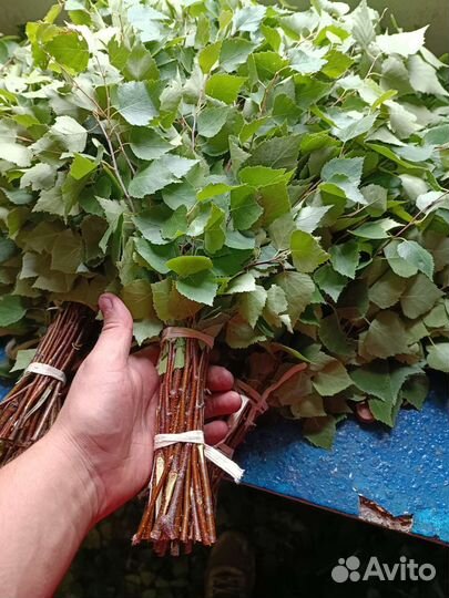 Берёзовые веники,дубовые,Осиновые, веник для бани