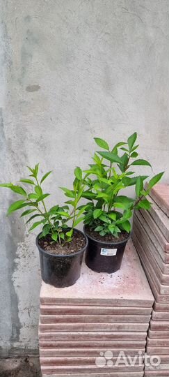 Форзиция саженцы