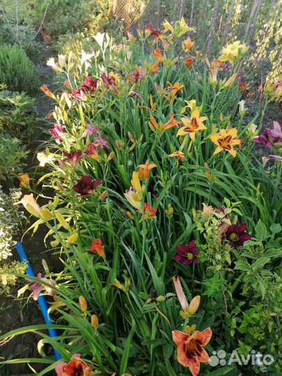 Перегной отлежавшийся 2-3г,чернозем урожайный,торф