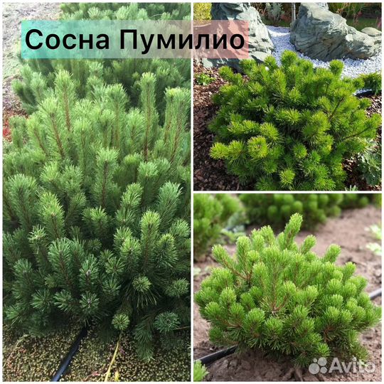 Сосна Пумилио, Муго, Мугос, Унцината, Кедр