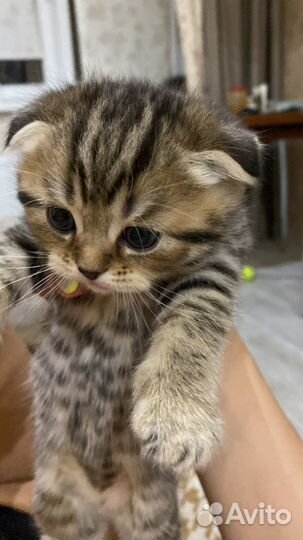 Котёнок британец и