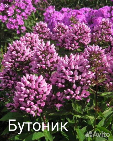 Флокс метельчатый