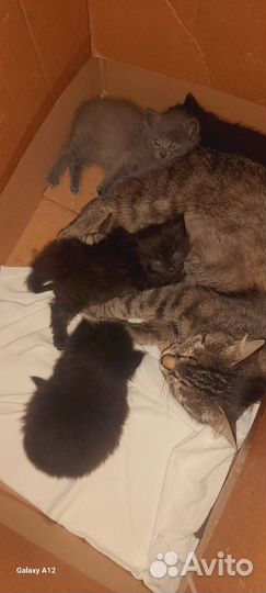 Котята