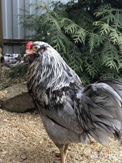 Билефельдер, Амераукана, Виандот, Кучинская