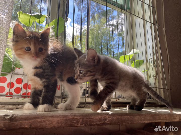 Котята отдам в добрые руки
