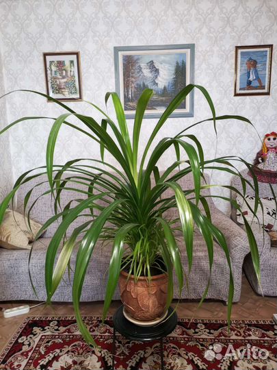Комнатный цветок панданус (большой)