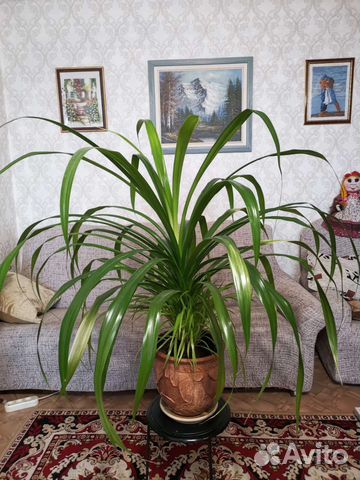 Комнатный цветок панданус (большой)