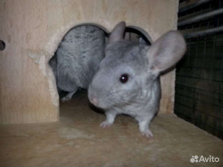 Шиншиллы домашние