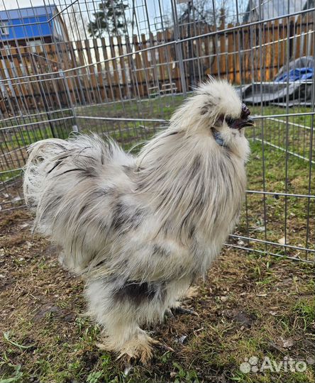 Петух китайский шелковый