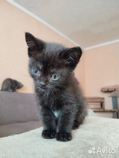 Малышка ищет дом