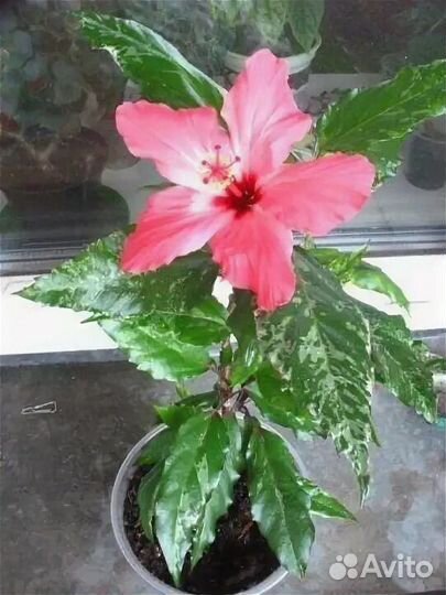 Гибискус пестролистный