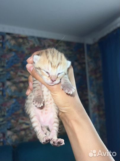 Отдам в добрые руки