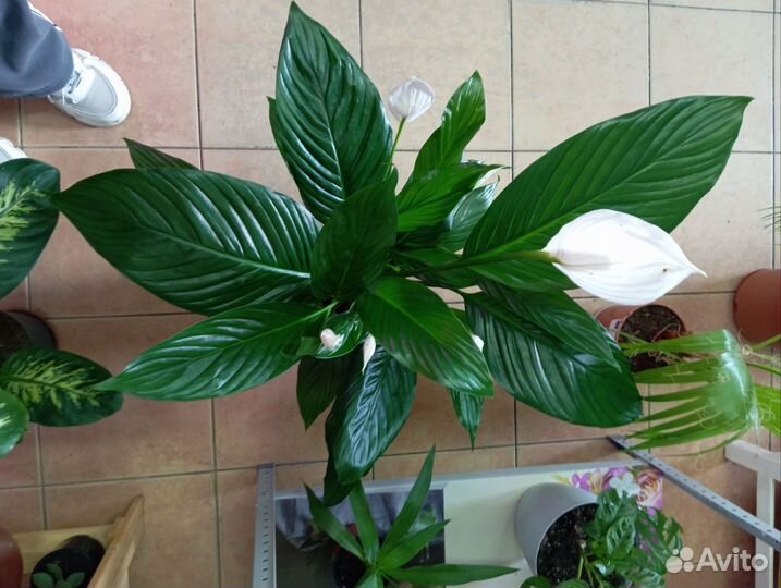 Спатифиллум и антуриум