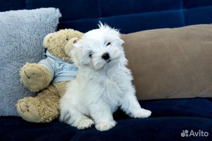 Щенки мальтезе