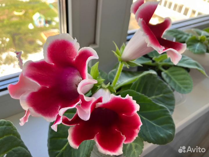 Продается глоксиния цветущая