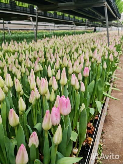 Цветы тюльпаны