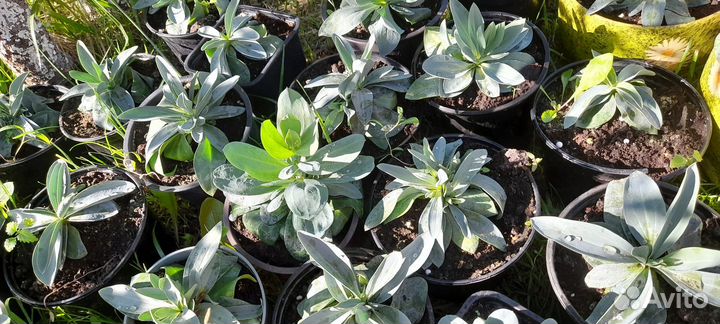 Комнатное растение