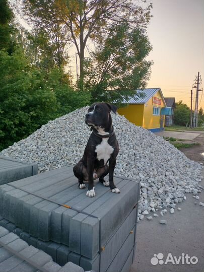 Питбуль вязка