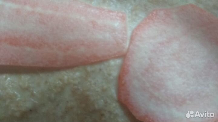 Гриндаль, нематода, инфузория, Артемия