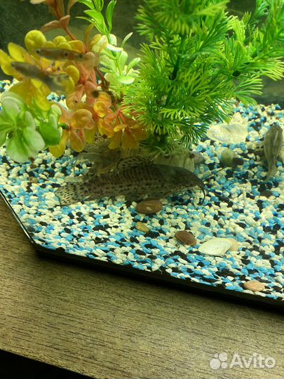 Аквариум 80 л с рыбками