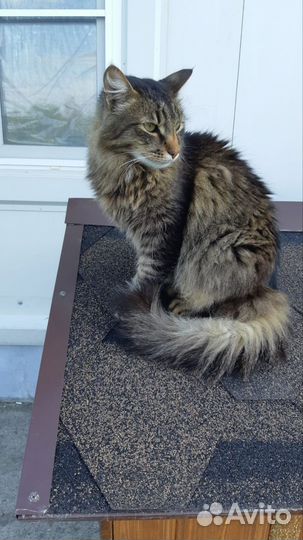 Кот Василий