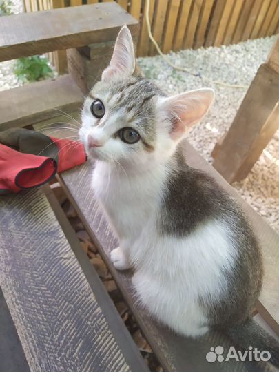 Котятки в добрые руки