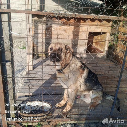 Собака только в добрые руки отдам бесплатно