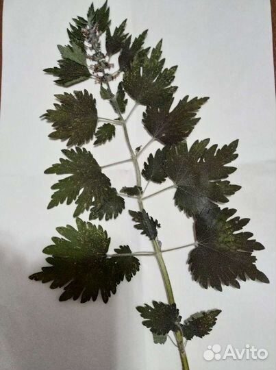 Оформление гербария