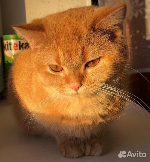 Шотландский прямоухий кот