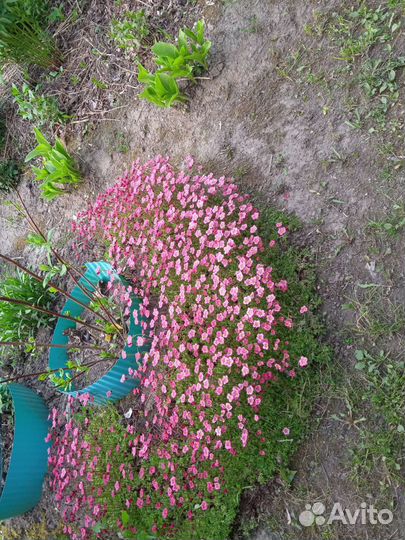 Камнеломка почвопокровник