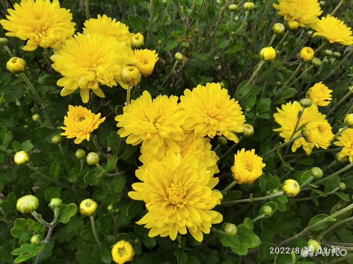 Хризантемы, астры