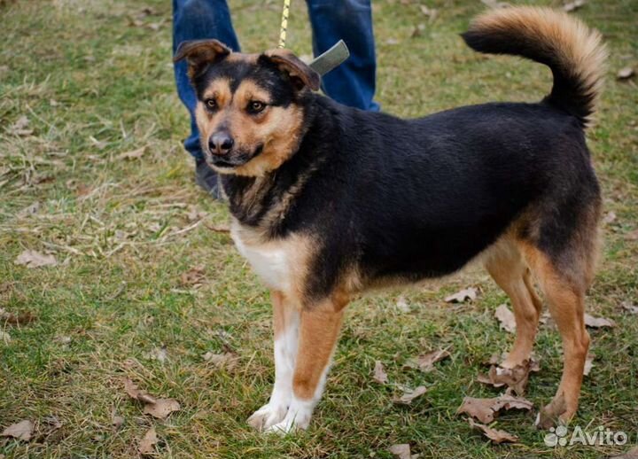 Собака Зита, 4 года, умная и добрая