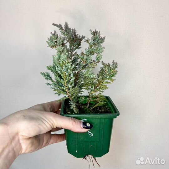 Можжевельник 3 сорта
