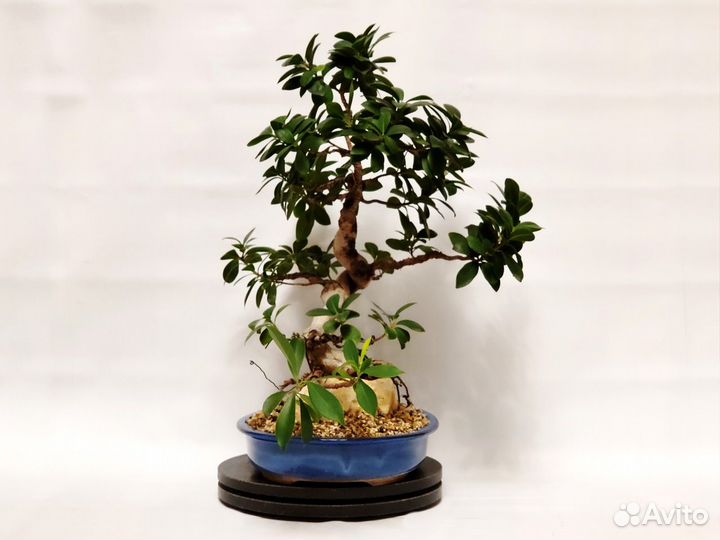 Бонсай фикус Женьшень на камне
