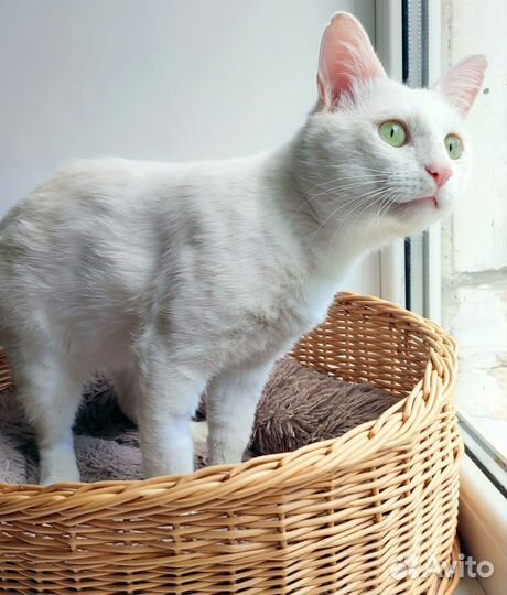 Кот Батон