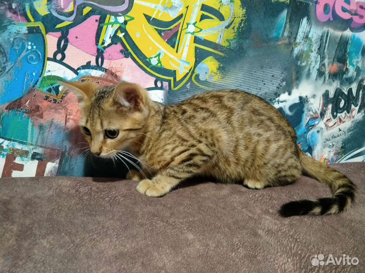 Бенгальская кошка