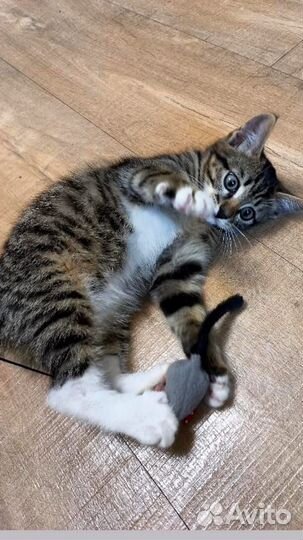 Котёнок-тигрёнок