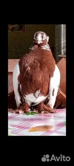 Продажа голубей