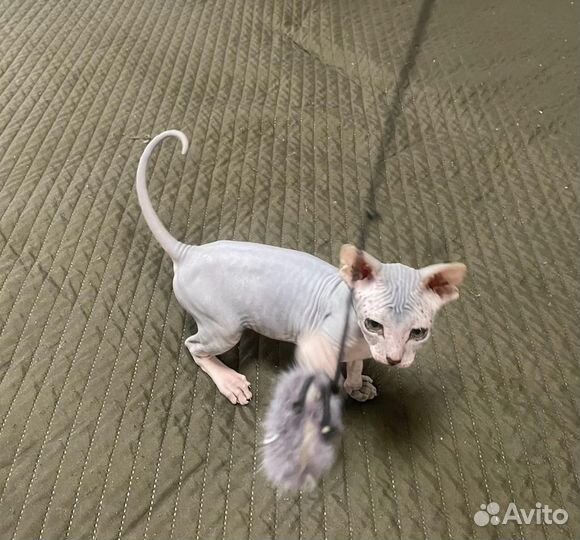 Донской сфинкс