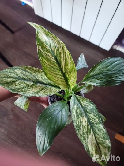 Замиокулькас, каладиум, спатифилум