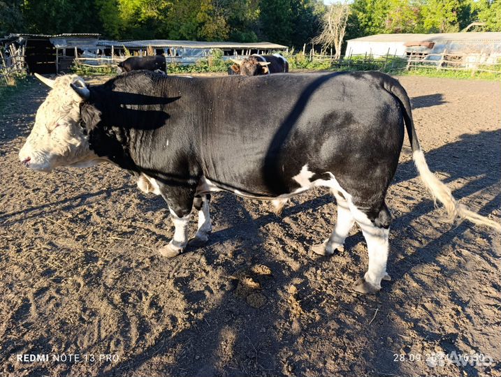 Быки живыми