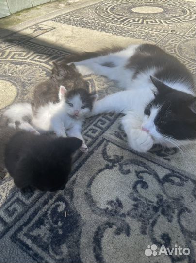 Котята в добрые руки