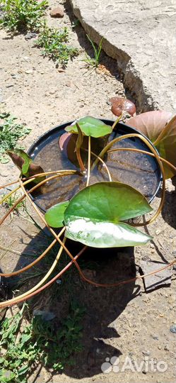 Водяная лилия (кувшинка)