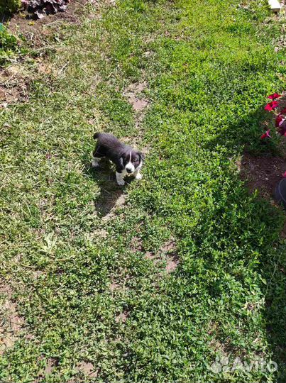 Щенки бесплатно