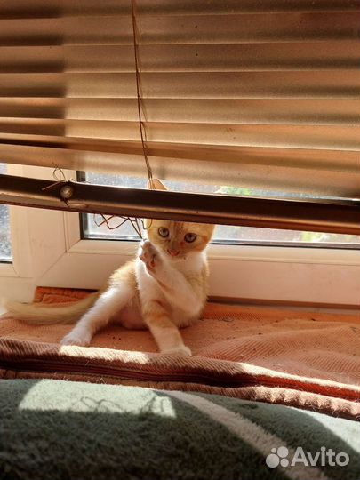 Котята 2 месяца